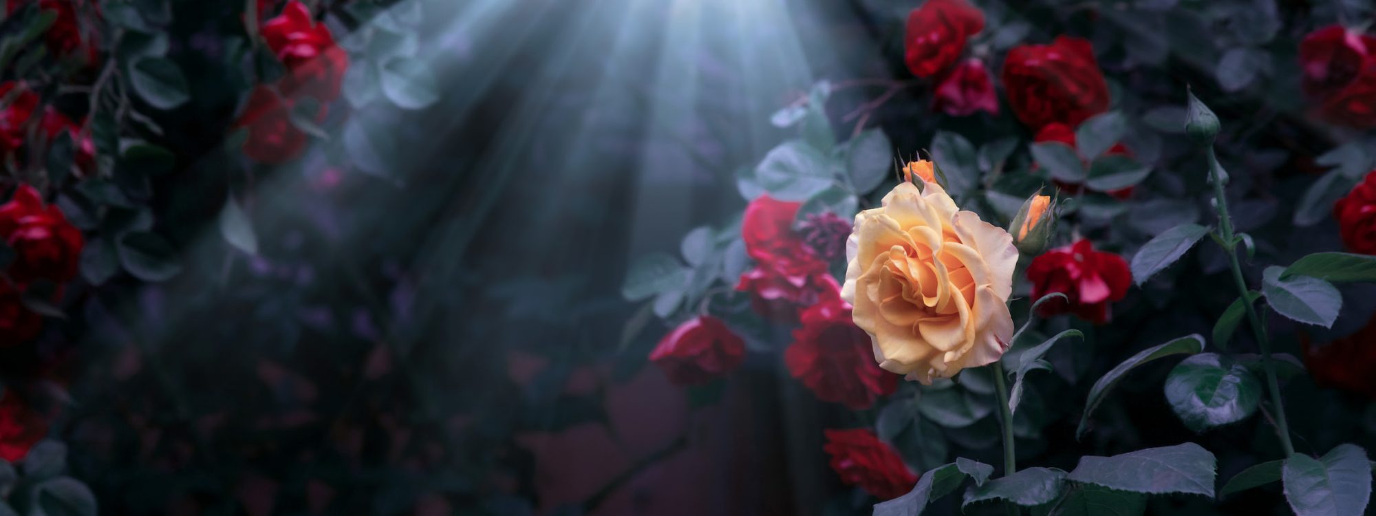 Fantasy roses